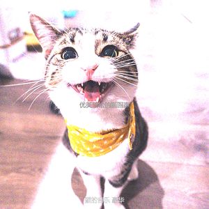 温和放松的猫梦想
