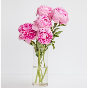 Peonies