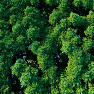 Chopin:Nocturnes, Op. 9: No. 2 in E Flat Major. Andante