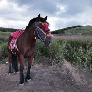 鲁泰大道跑来一匹马Demo