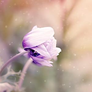 来生花（Ver.华）