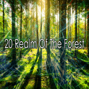 純淨寧靜的森林