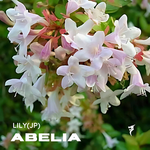 Abelia (Extended Mix)