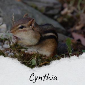 Cynthia