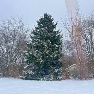 She Feels Like Christmas Day