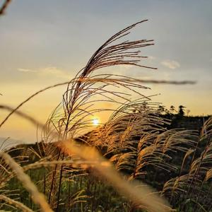 草のささやきと黄昏のエンジン