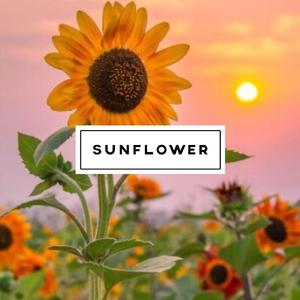 sunflower（少女音ver.）（翻自 orangestar）