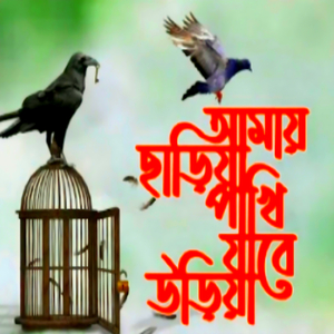 আমায় ছাড়িয়া পাখি যাবে উড়িয়া