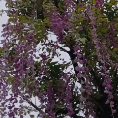 后园花不让哥哥来糟蹋