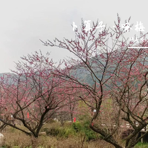 卜算子·咏梅 伴奏