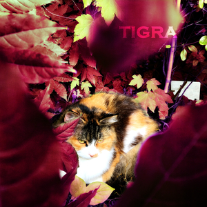 Tigra