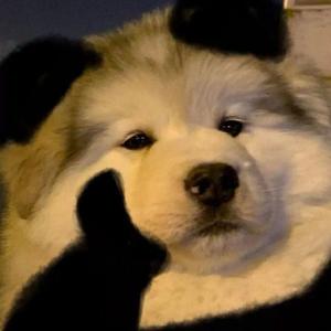 出手快(Cover:Vinida)