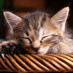 Sonidos Relajantes Para Gatos