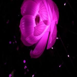 嫌いになれたら楽なのに