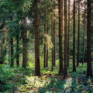 Foresters