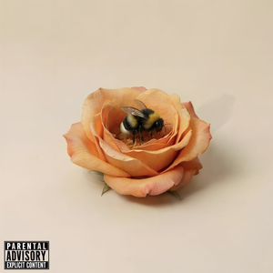 Sous la rose