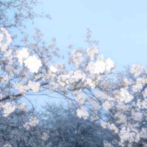 那家花店（还记得那个雨天你温柔诉说着谎言）