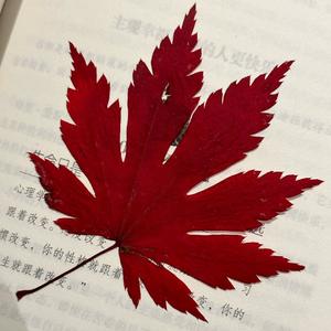 晚枫歌（cover 孟子坤）