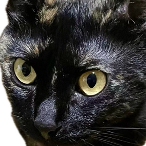 ツンデレおクロのハッピーライフ