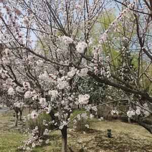 至少我不会死在今天