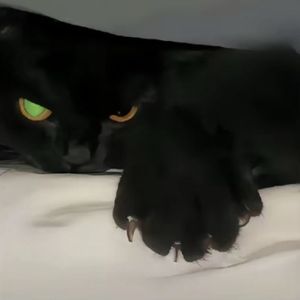 《信号灯塔食堂》