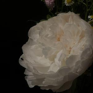 红莲华 钢琴版（翻自 LiSA）