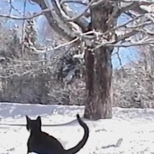 if you need me I'll be in the snow