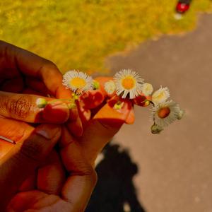 tangerine (i love you)