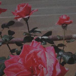 离开茉莉，离开这个地方