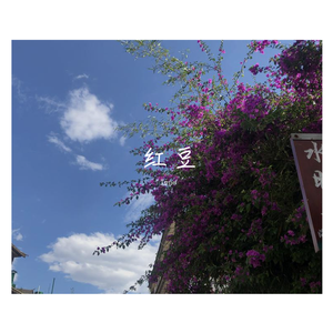 红豆（配乐版）