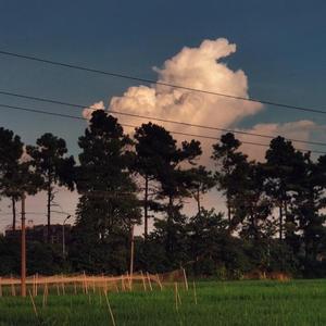 山楂树之恋（女生完整版）（翻自 程佳佳）