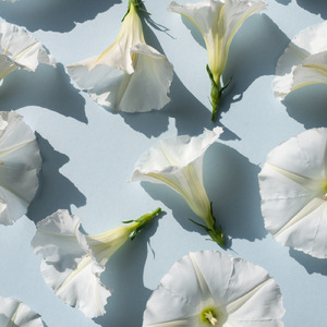 Brugmansia (feat. 初音ミク)