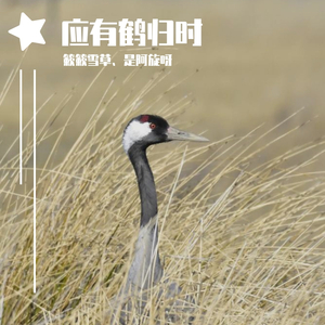 应有鹤归时（翻自 子弥）