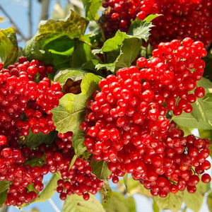 Україна (Live)