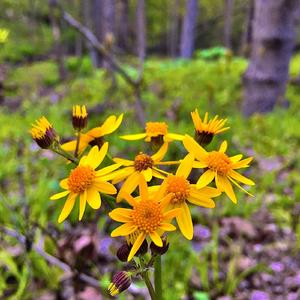 WHERE DID THE TIME GO {FLOWERS}