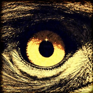 Eagle Has Landed  (Instrumental)