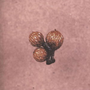 Blutrausch (Smooth Interlude)