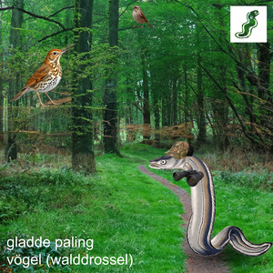 vögel (walddrossel)