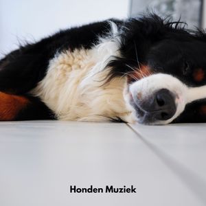 Zen Hondenlandschap Melodie