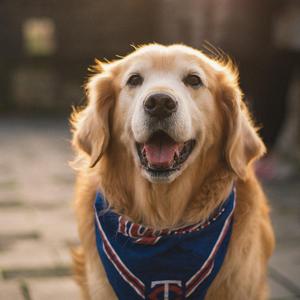 Don't leve me alone (original)