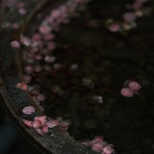 从来情分淡如烟