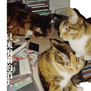 一只流浪猫的消失（A Cat Missing）