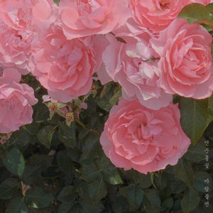 연분홍꽃 바람불면