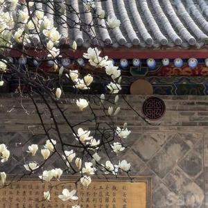 寻爱启示（Cover 灼夭）