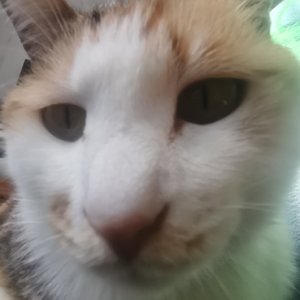 游子吟（纯音乐）