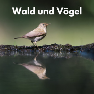 Spielende Vögel