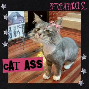 Cat Ass