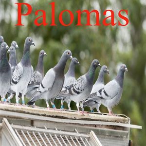 Palomas