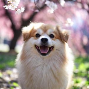 신나고 귀엽고 깜찍한 배경음악☆1