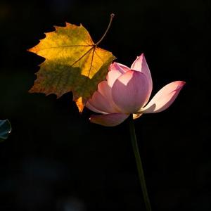 秋风若有怜花意